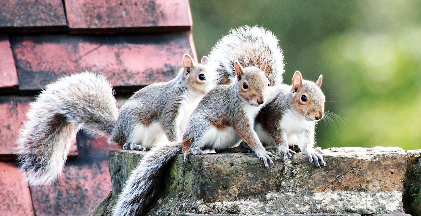 Grey squirrels, AnimalKind