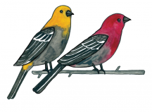 Illustration of two birds from the Swiilawiid Sustainability Society logo