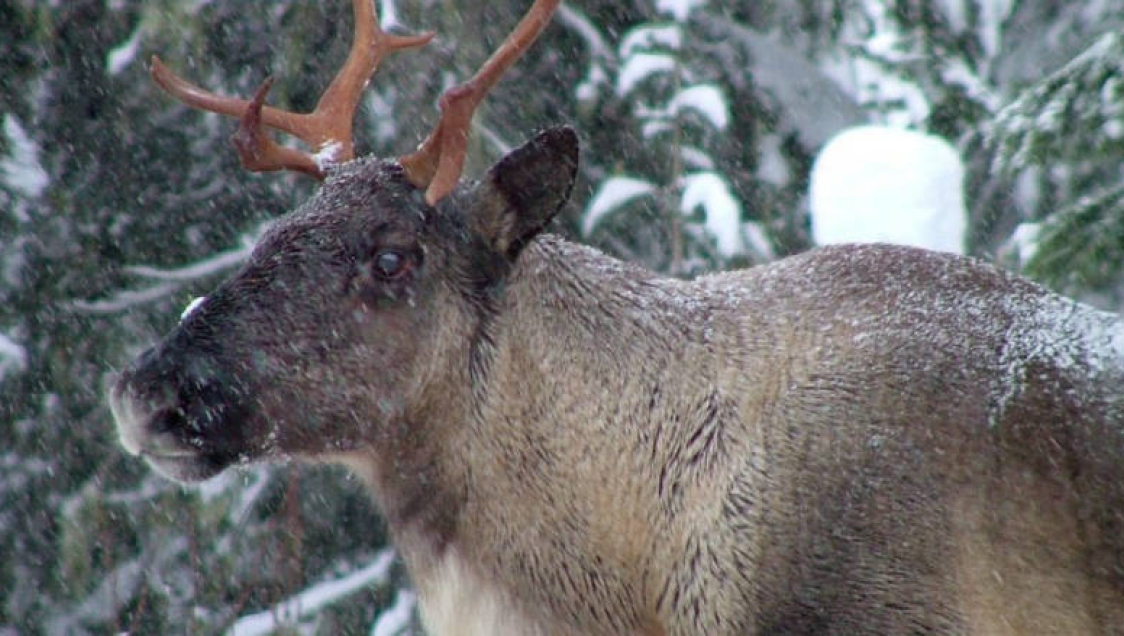 b-c-caribou_0 Caribou
