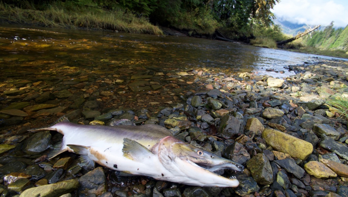 A dead fish on a rocky shore next to a body of water