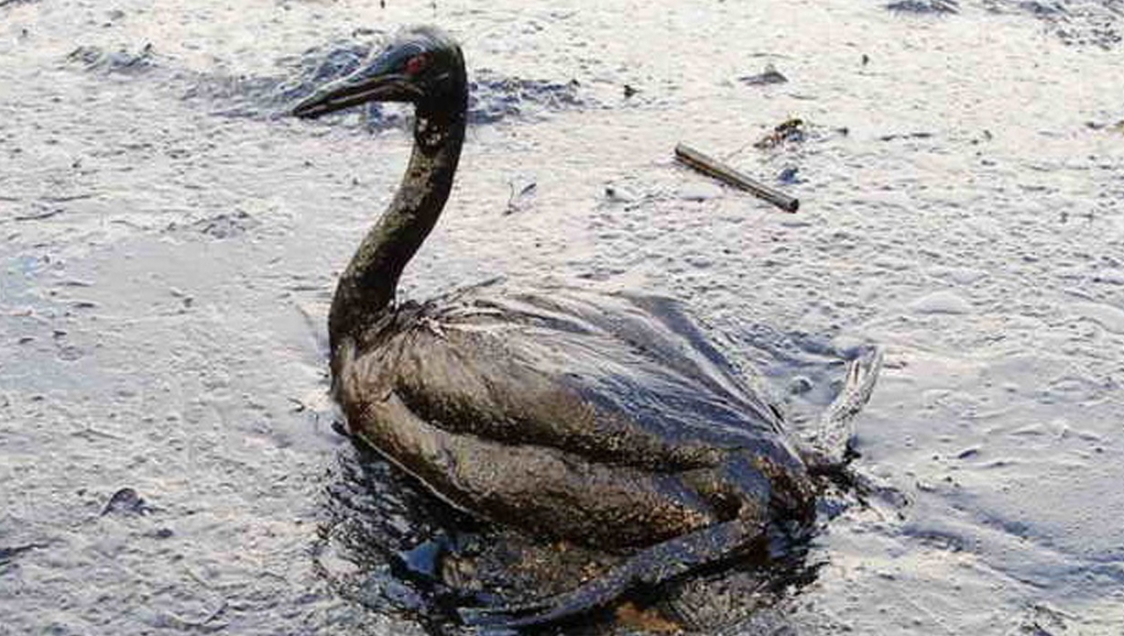 A waterfowl covered in crude oil