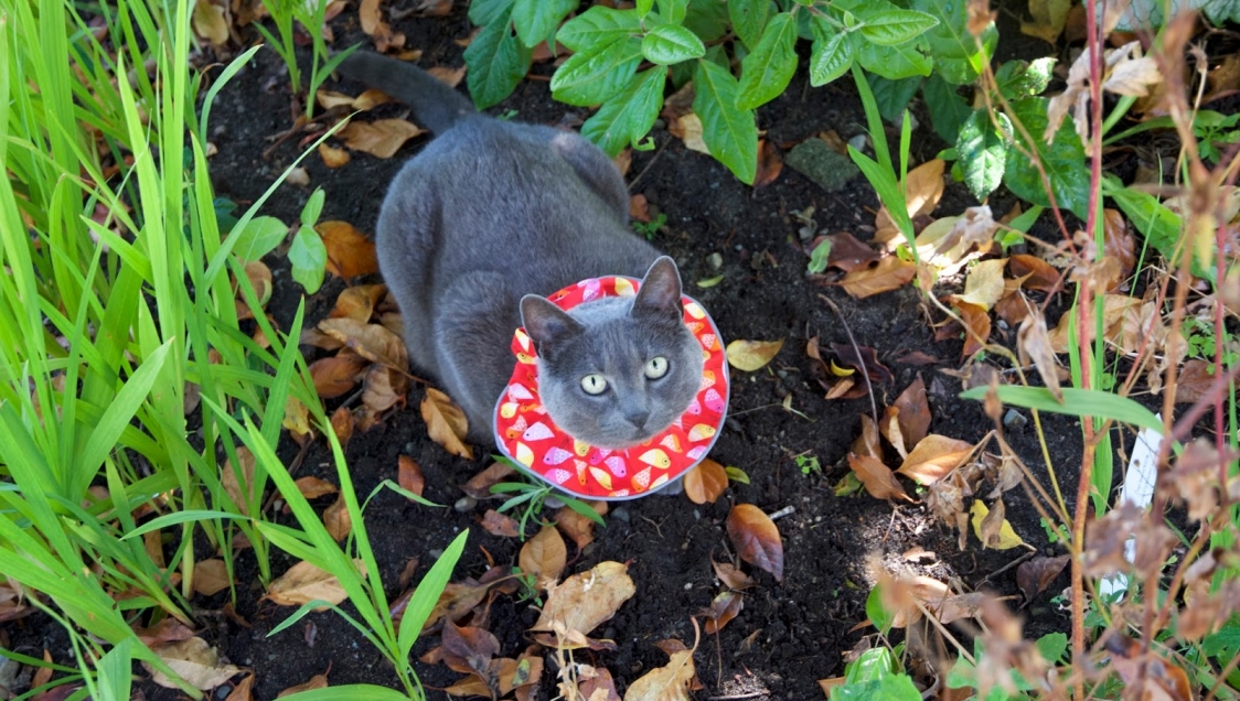 A grey cat in a bird-patterned collar standing in greenery