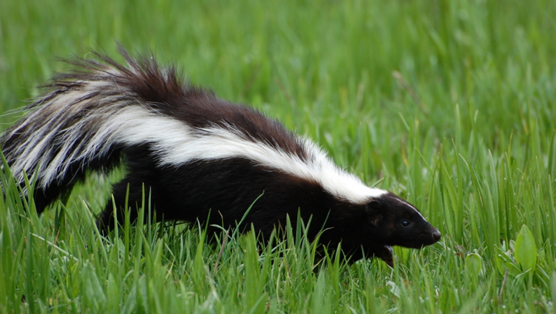 A skunk walking through long grass