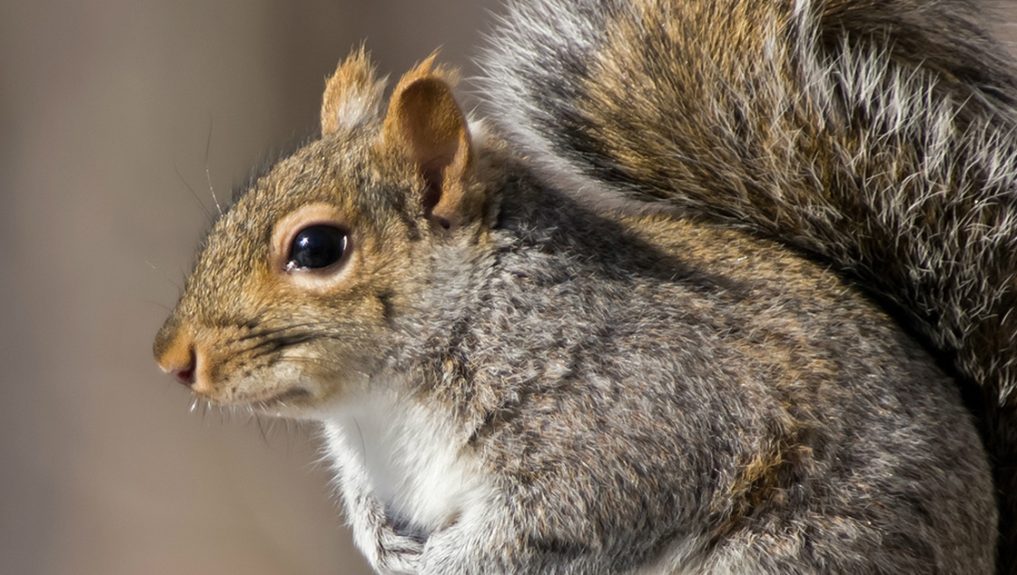Closeup of the face of a grey squirrel