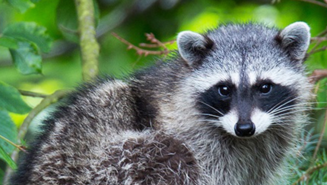 A raccoon peering out amidst foliage