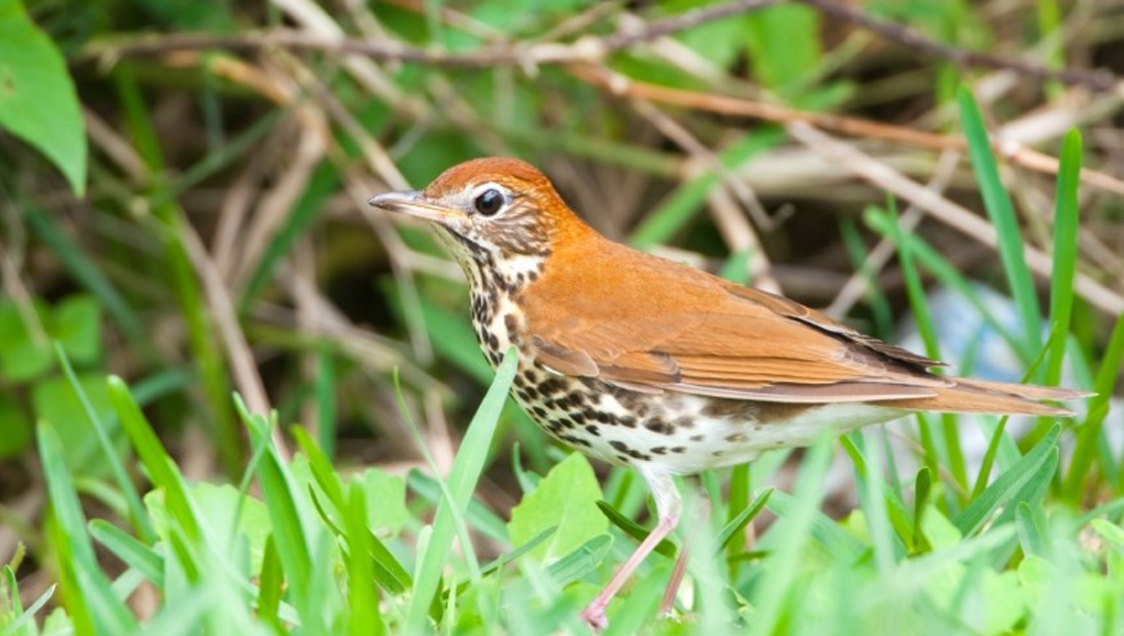A bird with brown speckled belly and red-orange wings perching in grass