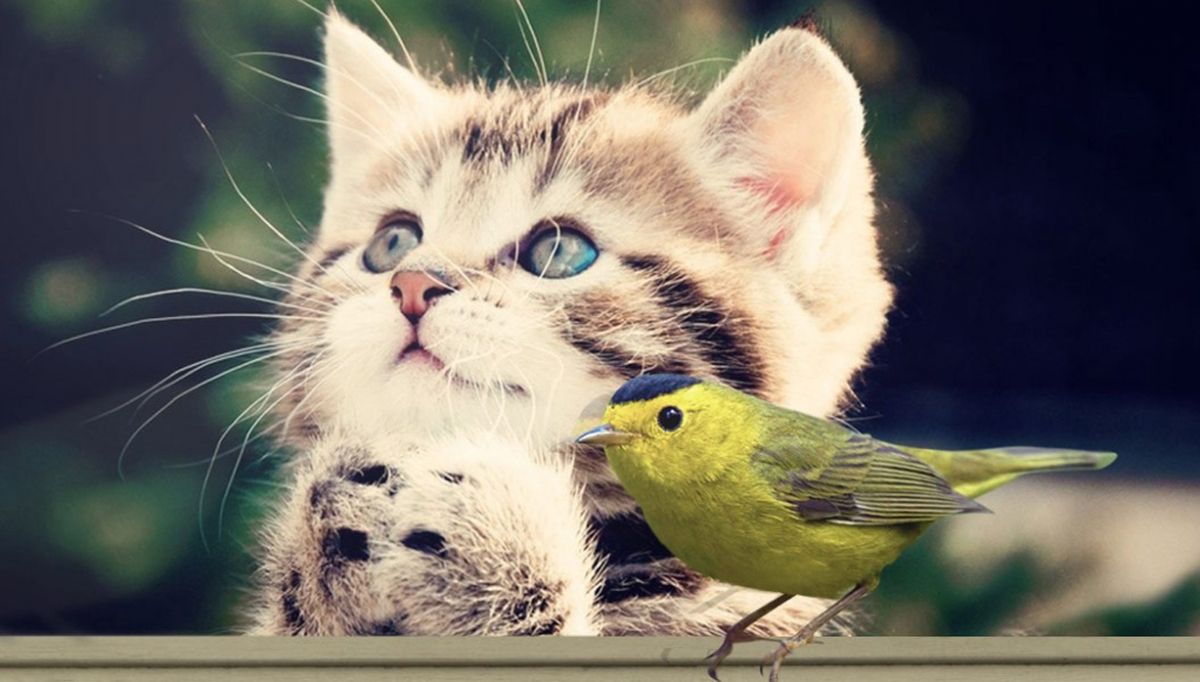 A kitten and a bird next to one another