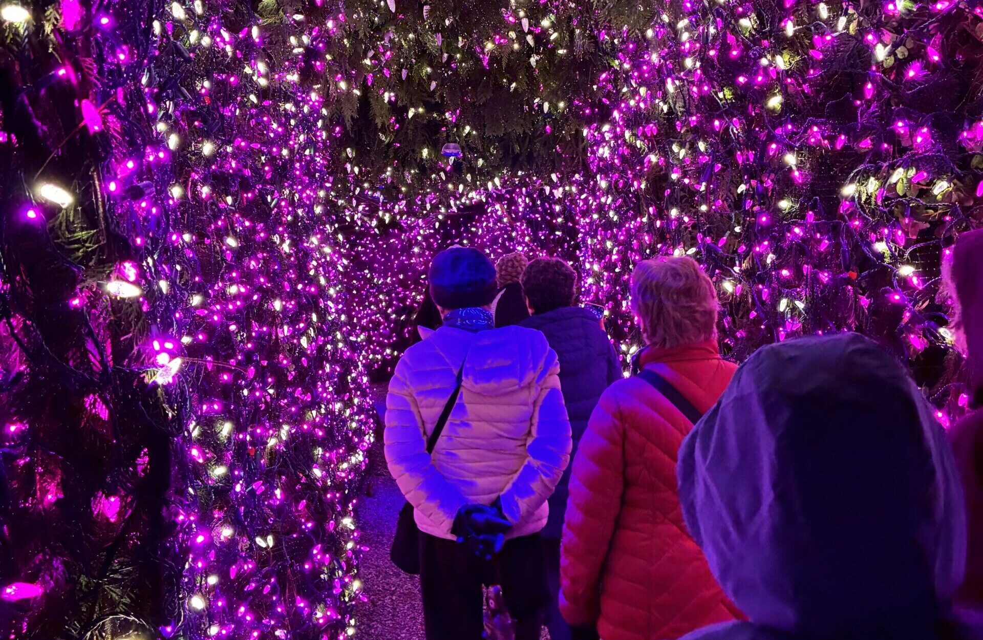 A group of people walk through an outdoor light display. Their path is lit up by many purple lights.
