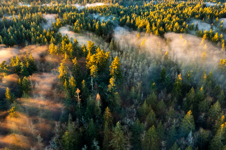 Drone shot over a forest with fog, British Columbia, Canada