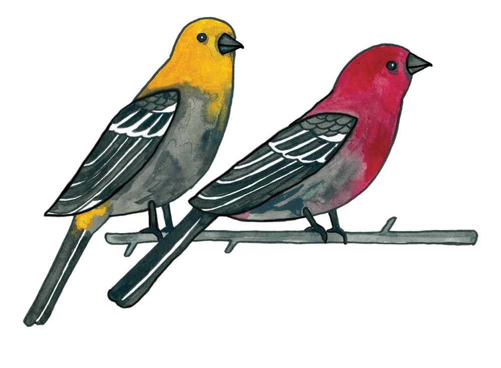Swiilawiid-Logo-Web-noname Swiilawiid Logo, two birds on a tree branch