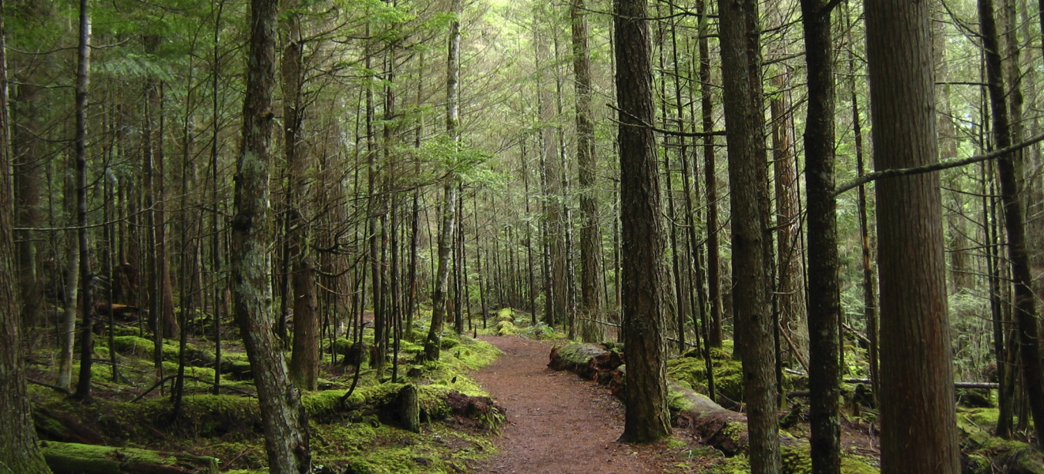 A clear dirt path in a mossy and wooded forest